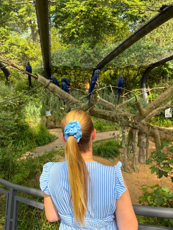 Woman seen from behind with a blonde ponytail tied with the light blue Carimé scrunchie, in front of an aviary